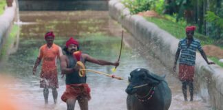 VEERA KAMBALA – VALIANT AND VIVACIOUS