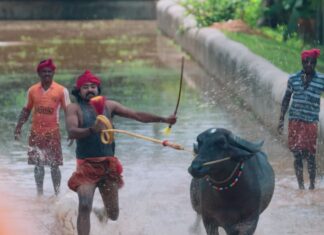 VEERA KAMBALA – VALIANT AND VIVACIOUS